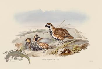 04 Black throated partridge